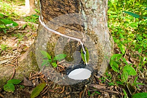 Tapping latex from a rubber tree