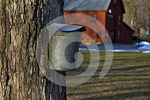 Tapping for Maple Syrup in Early Spring