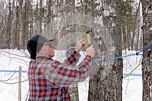 Tapping maple tree or maple tree tapping in sugarbush located in Quebec, Canada. photo