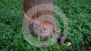 Tapping rubber and Latex in the morning