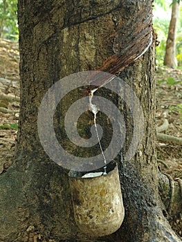 Tapping rubber latex in plantations