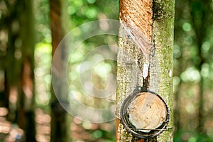 Tapping sap from the rubber tree