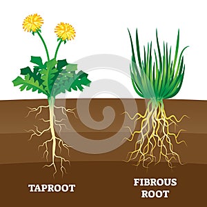 Taproot and fibrous root example comparison vector illustration scheme.