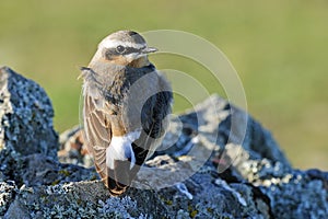 Tapuit, Northern Wheatear, Oenanthe oenanthe