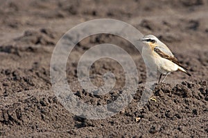 Tapuit, Northern Wheatear, Oenanthe oenanthe