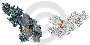 Taq Polymerase molecule photo