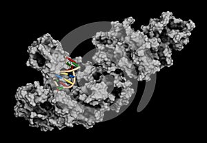 Taq polymerase Thermus aquaticus polymerase enzyme bound to DNA, 3D rendering. Protein used in PCR polymerase chain reaction,.