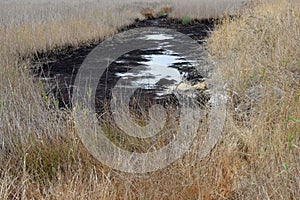 Tar pit