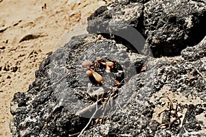 Carpinteria California tar pits with sea kelp bladder   2