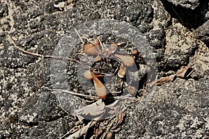 Carpinteria California tar pits with sea kelp bladder   3