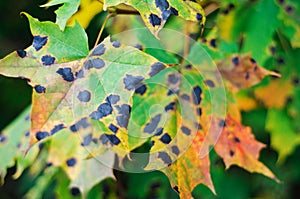 Tar spots on maple leaves