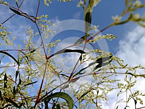 Taran angustifolia flowers close up. photo
