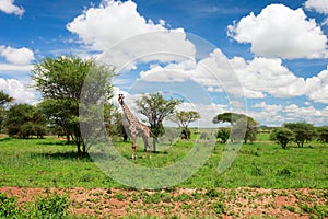 Tarangire landscape in Tanzania