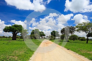 Tarangire national park