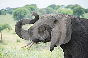 Tarangire National Park, Tanzania - African Elephant photo
