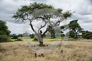 Tarangire National Park, Tanzania - Baboons