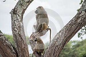 Tarangire National Park, Tanzania - Baboons photo