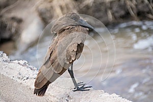 Tarangire National Park, Tanzania - Hammerkopf