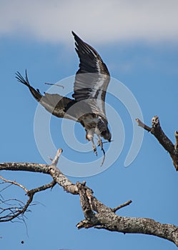 Tarangire National Park, Tanzania - Vulture swooping photo