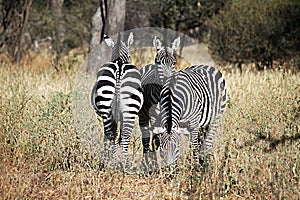 Tarangire zebras