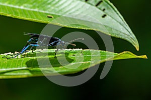 Tarantuals Hawk Wasp (Pepsis spp), Costa Rica