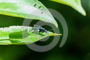 Tarantuals Hawk Wasp (Pepsis spp), Costa Rica