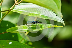 Tarantuals Hawk Wasp (Pepsis spp), Costa Rica