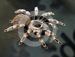 Tarantula