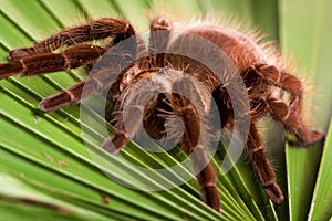 Tarantula