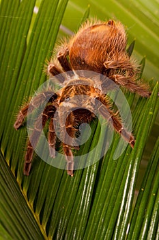 Tarantula