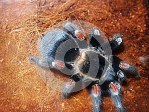 Tarantula