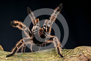 Tarantula