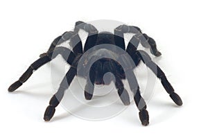 Tarantula