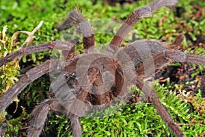 Tarantula