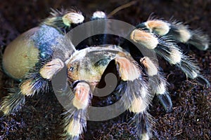 Tarantula