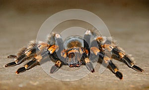 Tarantula