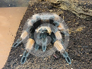 Tarantula