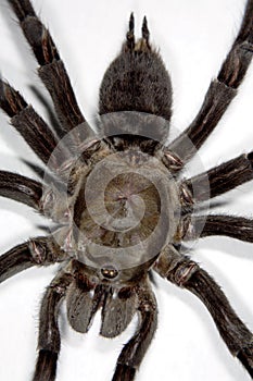 Tarantula