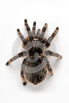 Tarantula