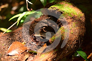Tarantula in the Amazon jungle, Rio Negro