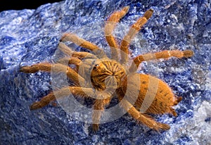 Tarantula on blue rock