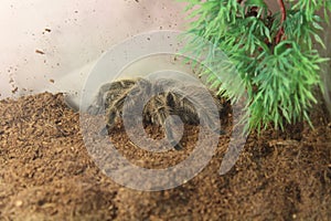 tarantula brachypelma albopilosum