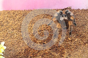 tarantula brachypelma albopilosum