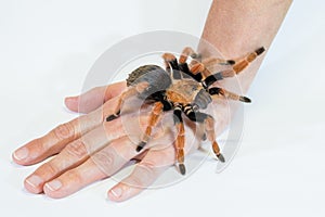 Tarantula on Hand