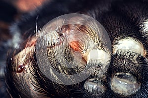 Tarantula brachypelma smithi