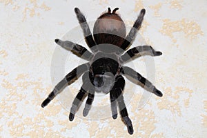 Tarantula, Brachypelma vagans hibrid