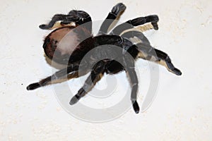 Tarantula, Brachypelma vagans hibrid