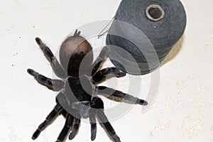 Tarantula, Brachypelma vagans hibrid