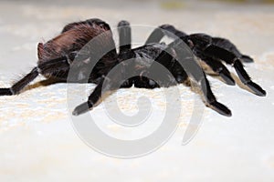 Tarantula, Brachypelma vagans hibrid