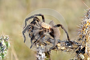 Tarantula on cactus